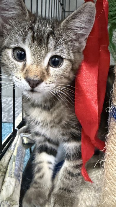 Kotki do adopcji