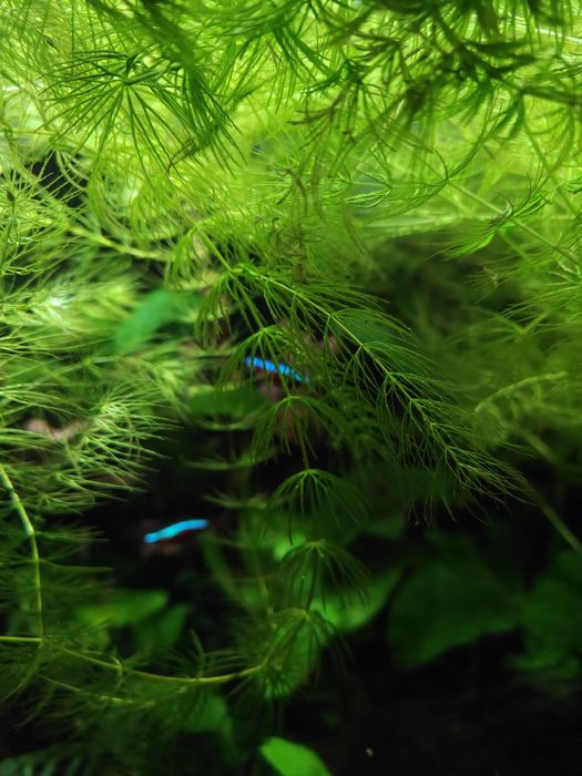 Rogatek duża porcja 3L