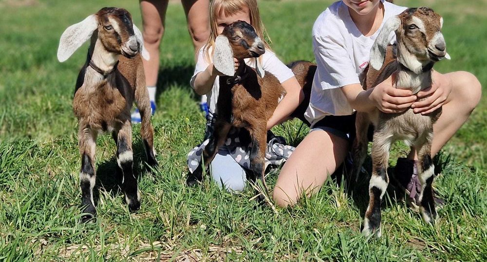 Koziołek anglonubijski,kozioł