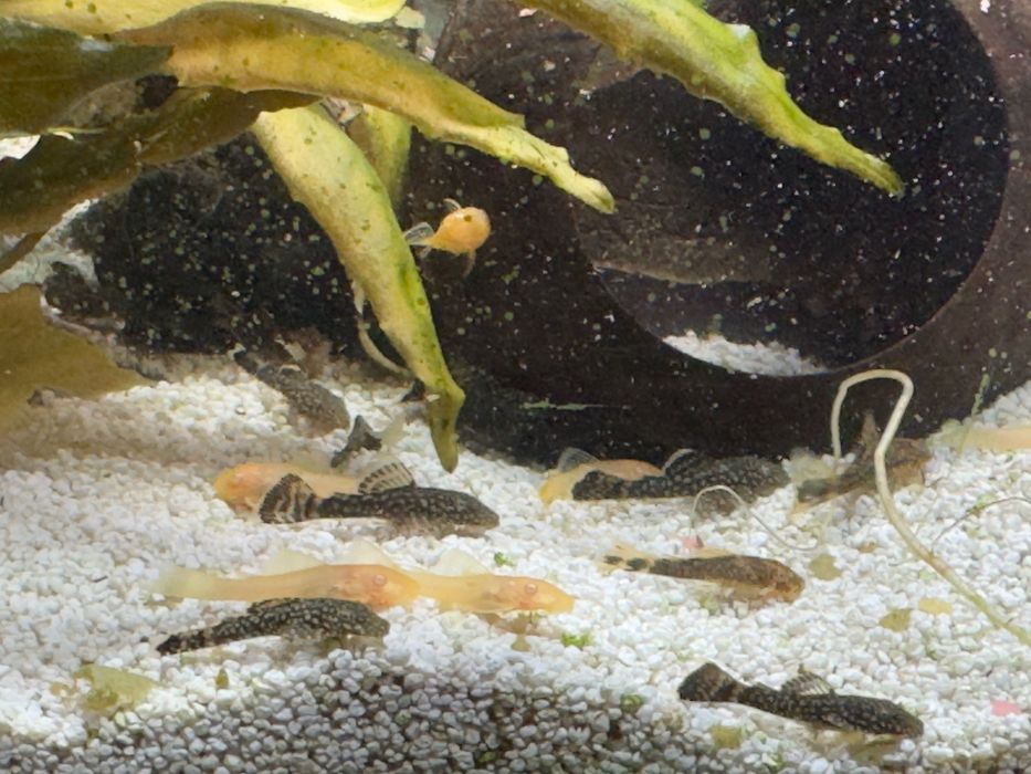 Zbrojniki ( glonojady) złote i czarne