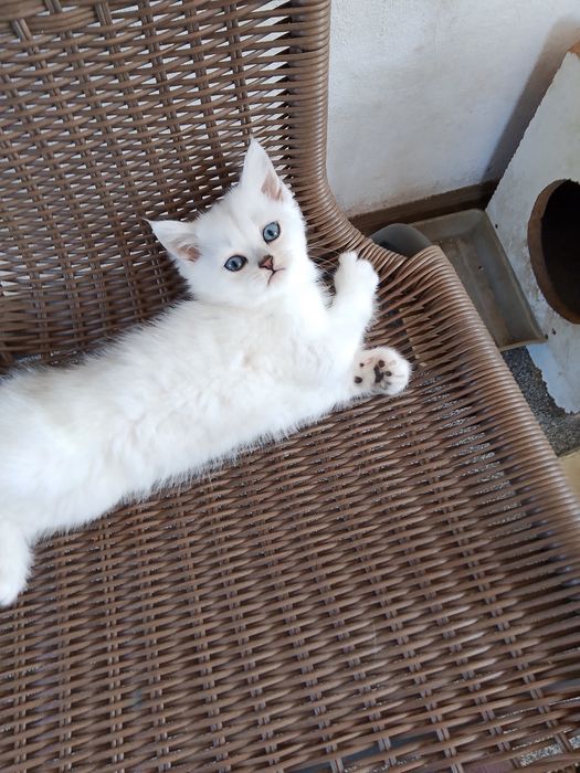 Продам британських котят 2 месяца