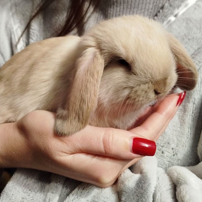 Кролики Французький баран