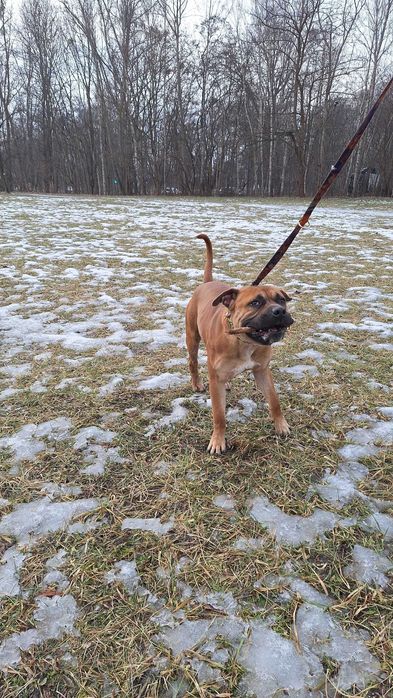 Pies Nr 17/26 DROGO Schronisko Psikot Chorzów