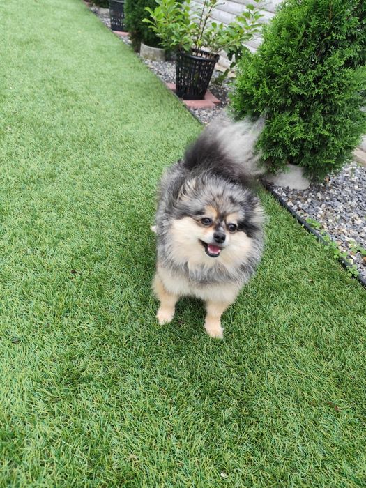 Доросла дівчинка мерле