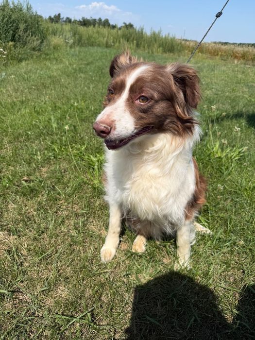 Border collie suka