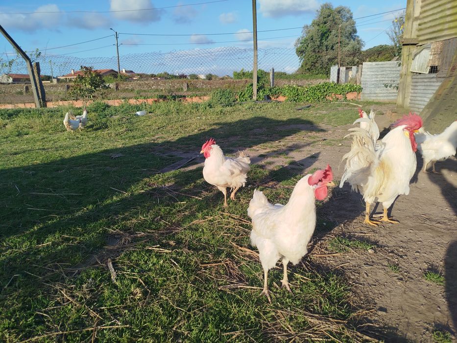 Ovos incubação leghorn white