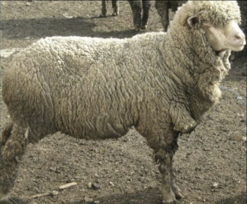 Кроси великих порід, вівці ,барани на розплід