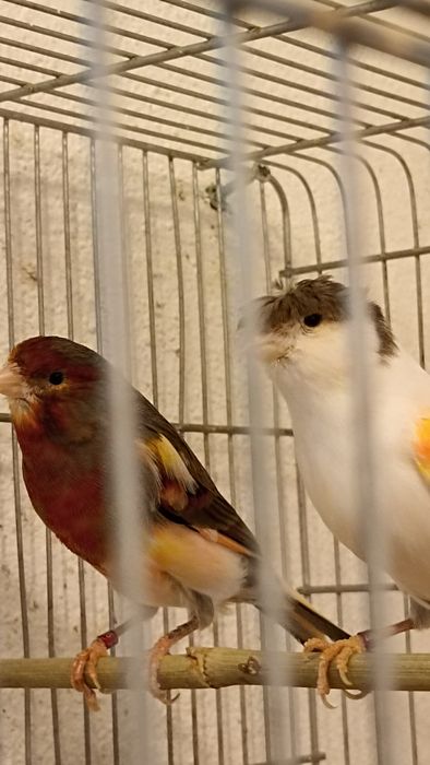 Arlequim português canário casal (2 casais para venda)