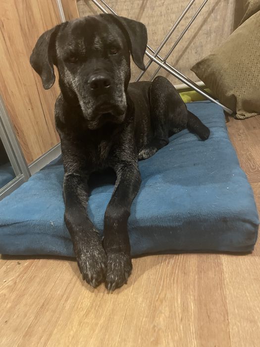 Цуценята Кане - Корсо 2 красуні