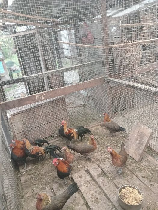 Кури фенікс весняні