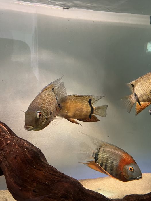 Severum notatus f0