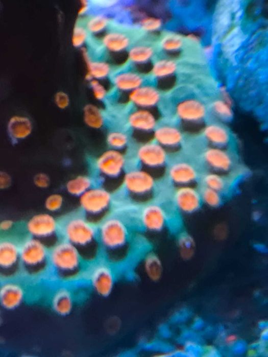 akwarium morskie euphyllia szczepki