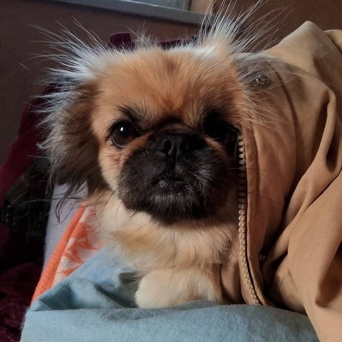 Продам щенков пекинеса,полукровки.