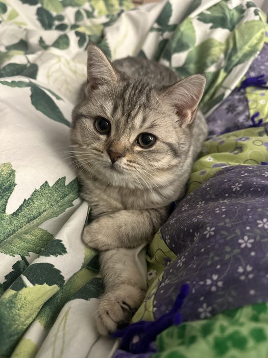 Котята шотландские скоттиш фолд мальчик и девочка