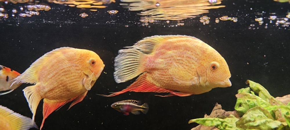 Severum Red spot gold