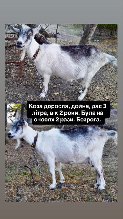 Продам коз Царичанський район Петриківка Могилів