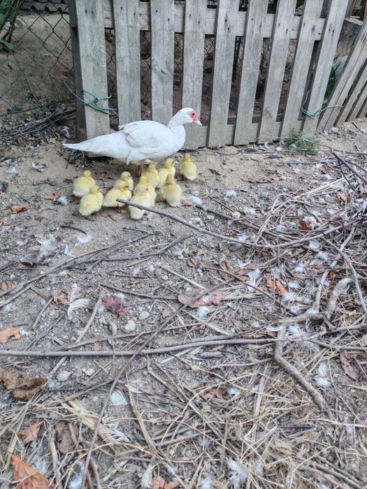 Patos Mudos pequenos e grandes