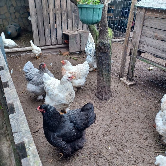Ovos Galados Raça Brahma