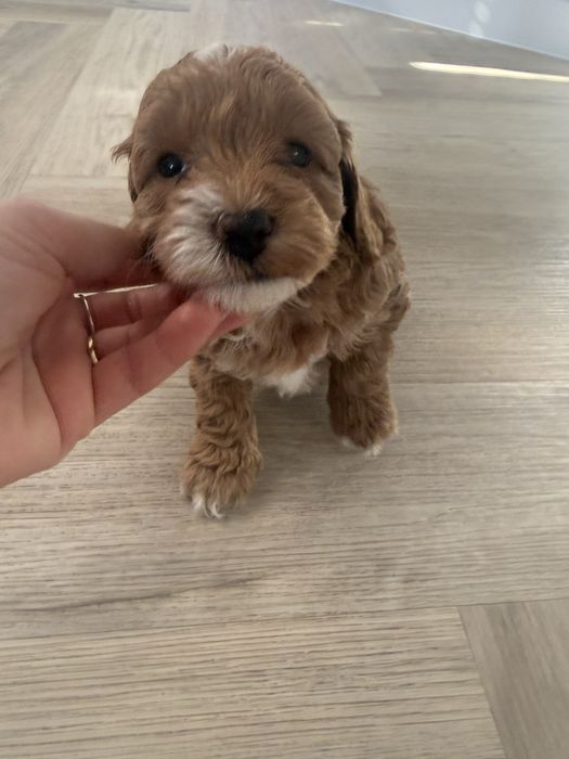Maltipoo F1 b piesek,rodowód,badania genetyczne