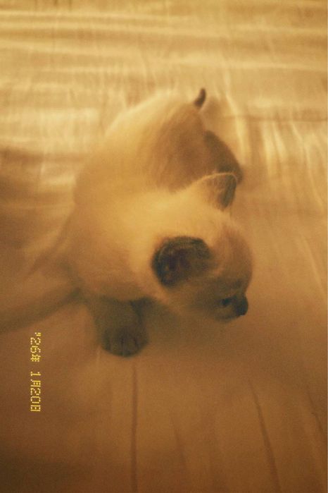 Мальенкий котенок порода сиамская блу пойнт