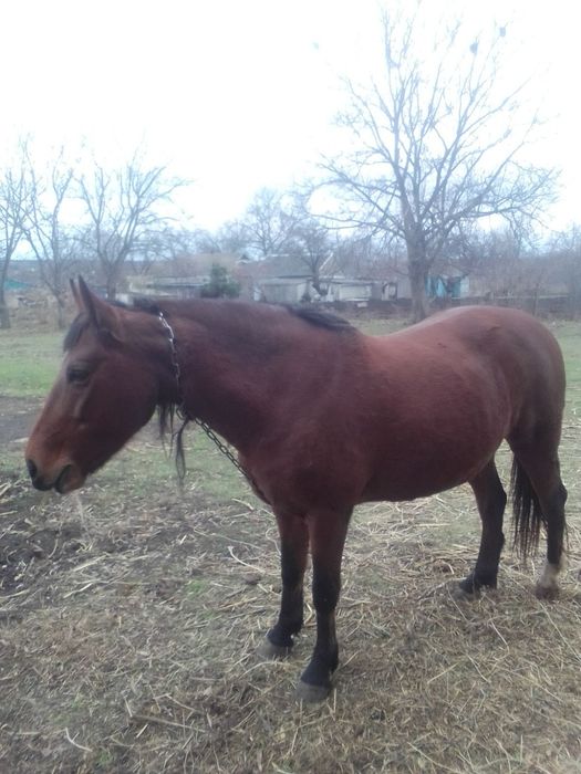 Коняка . Николаевская область.