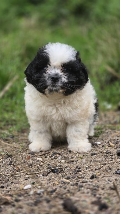 Maltipoo cudowna suczka