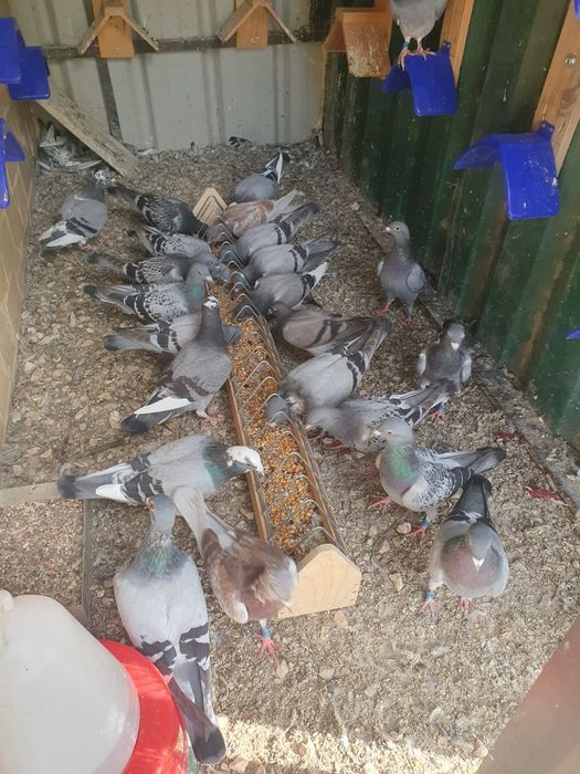 Vendo borrachos de pombos de correio, com anilha e com cartão