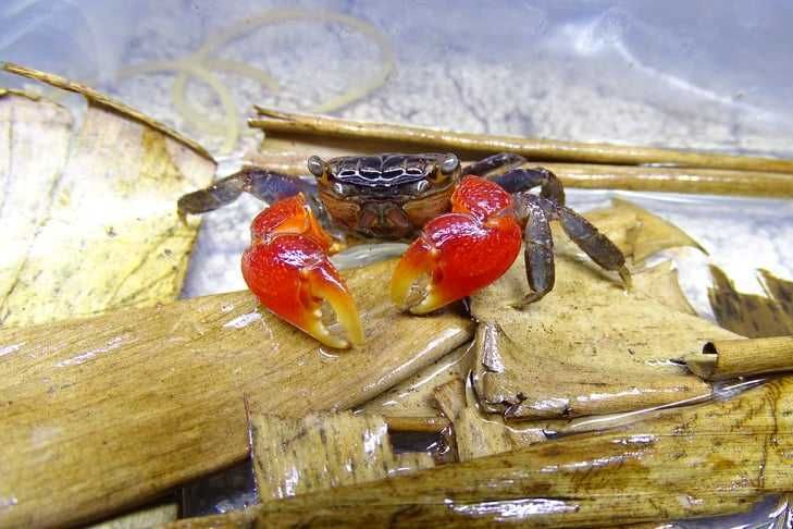 Kraby Gogołów Krab Mangrowy. Cetarius