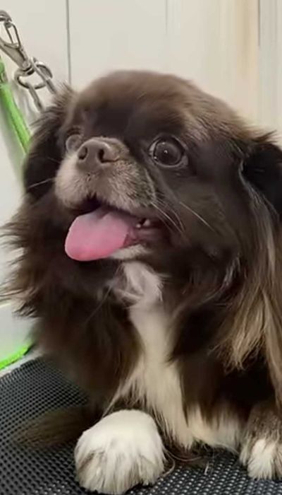 Pequenez fêmea linda