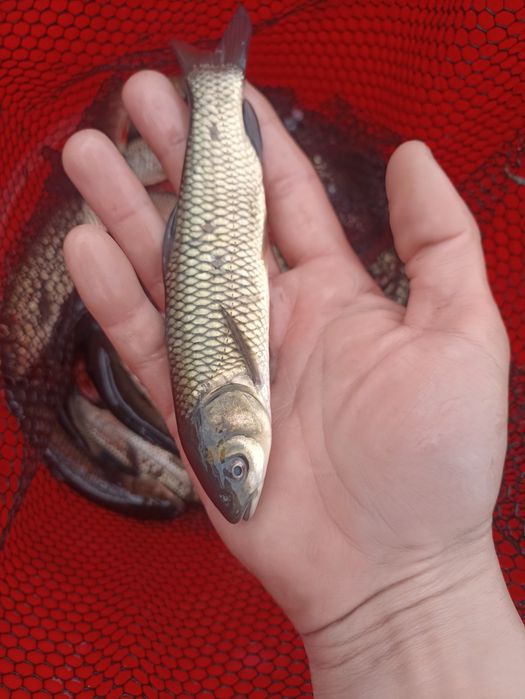 Narybek/kroczek Karp Amur Jesiotr i inne