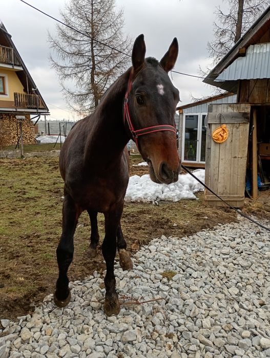 Sprzedam klacz i ogiera slaskiego