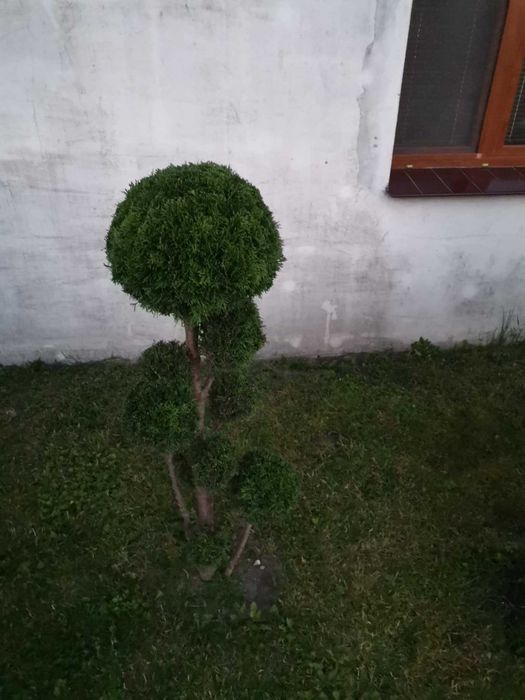 Wycinka drzew, pielęgnacje ogrodów