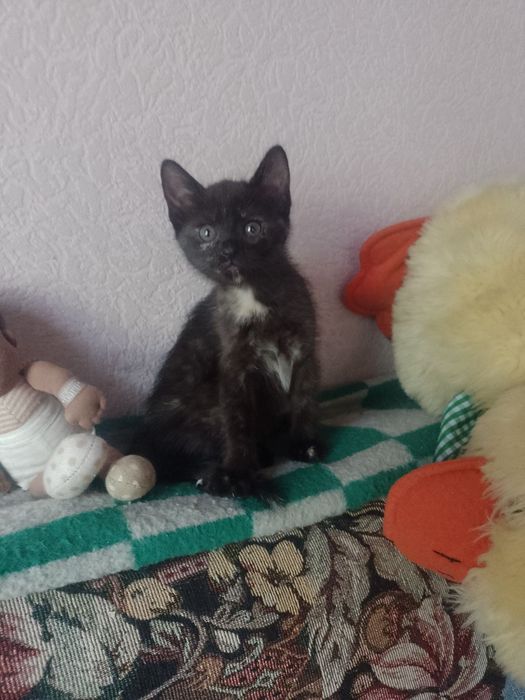 Віддам кошенят безкоштовно