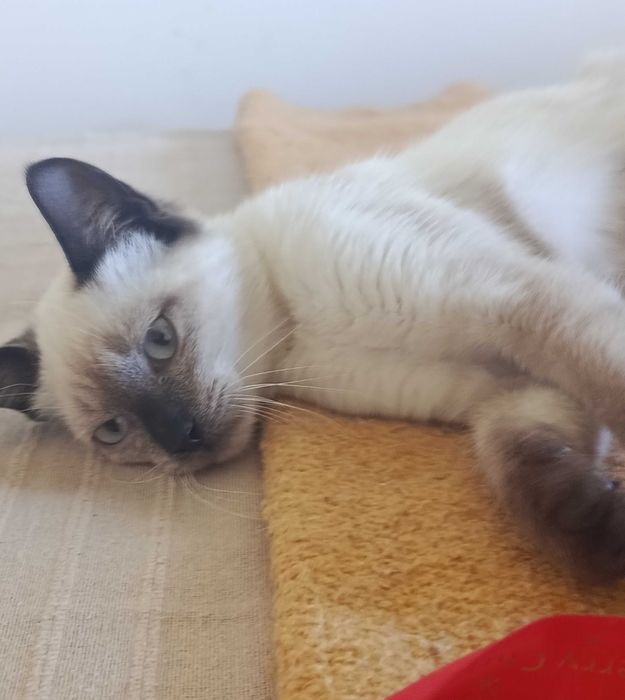 Gatinha para adoção RESPONSÁVEL