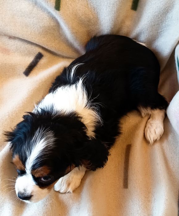 Cavalier King Charles spaniel