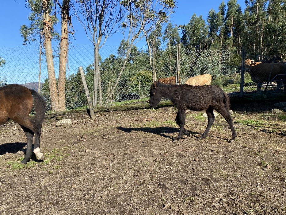 Garranos 2 machos e 2 femeas