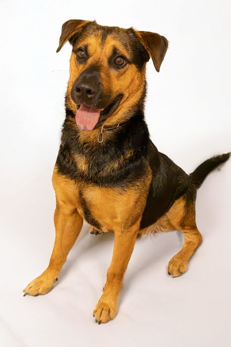 Cão para adoção responsável
