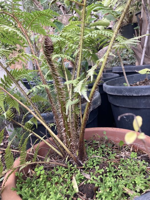 Feto arboreo para jardim tropical