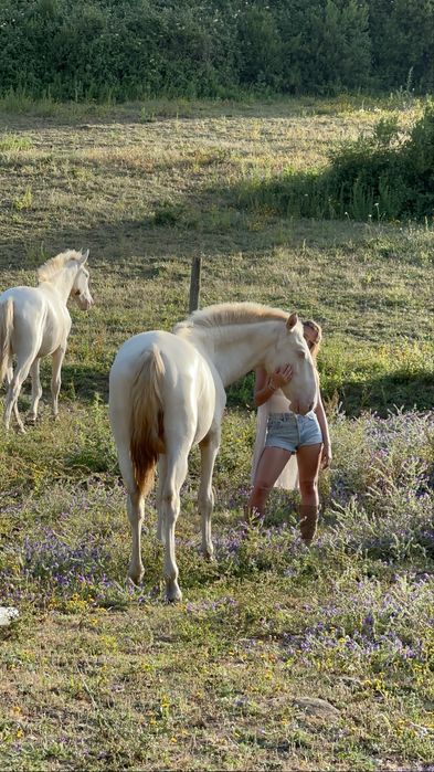 Young Lusitano Horses