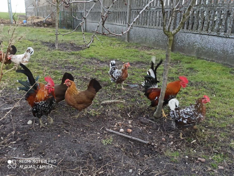 Liliputki karzełki polskie karzełek drób ozdobny kura