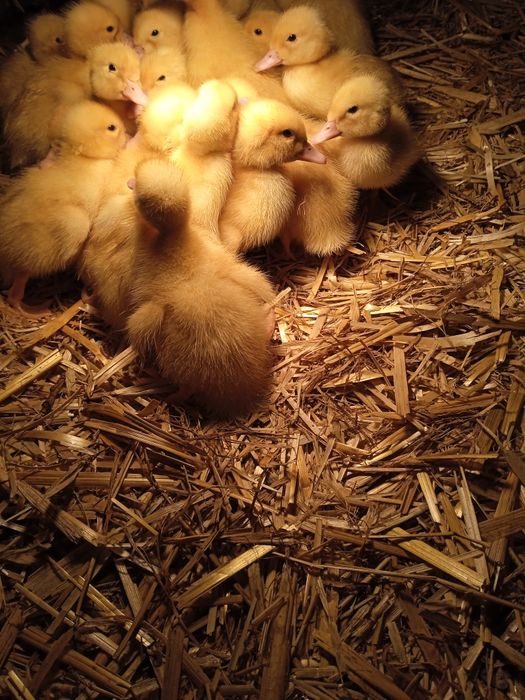 Sprzedam małe kaczki Pekin