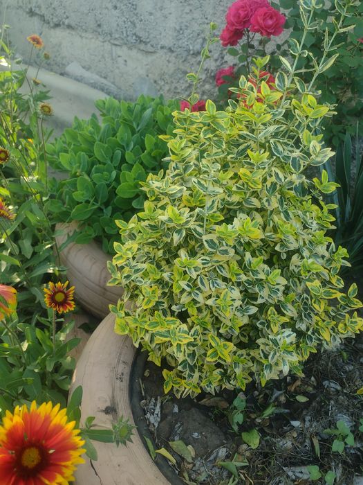 Кустики бресклета