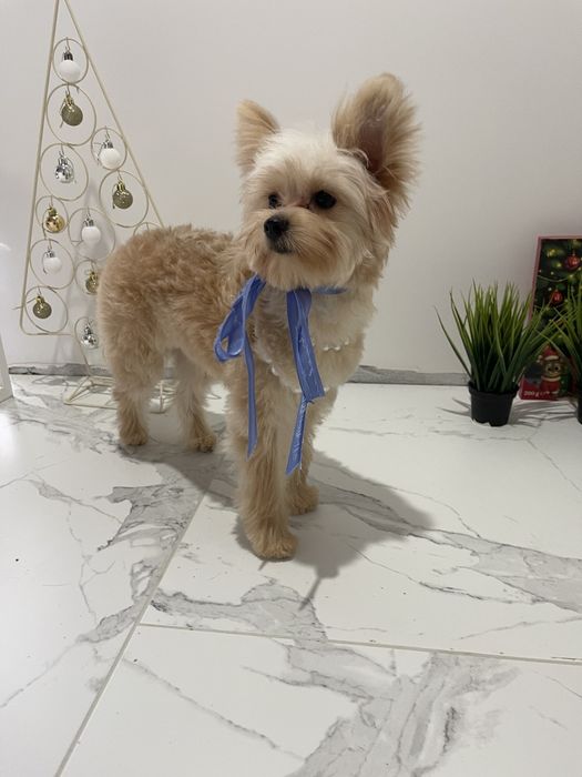 Помапу — Маленькі щастячка готові до переїзду