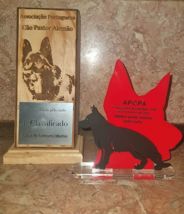 Lindo Cachorro Pastor Alemão Pêlo Curto