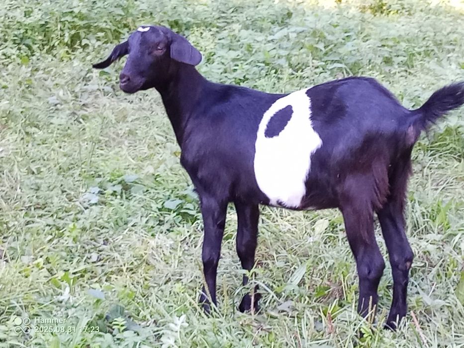 Kózka 50% anglonubijska po mlecznej matcej