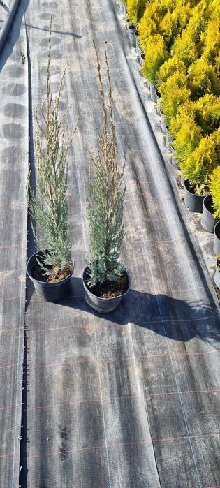 Ялівець Blue Arrow C2