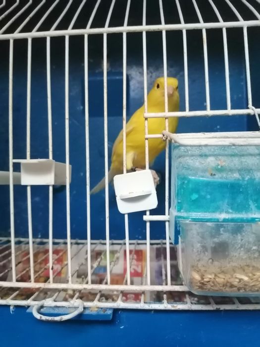 Canários amarelos nevados