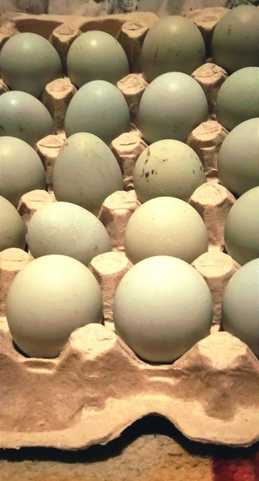 Впервые в Украине, инкубационное яйцо кур Ла Флэш несущие голубые яйца