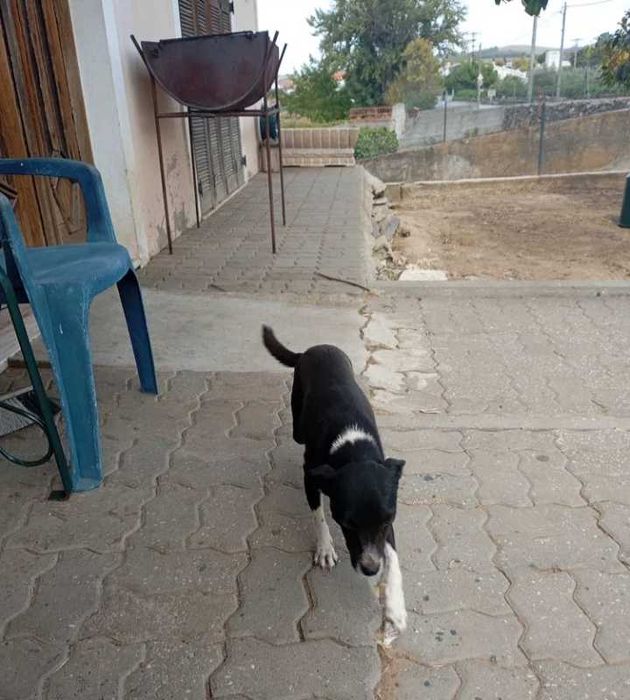 Temos éstes caizinhos para adoção