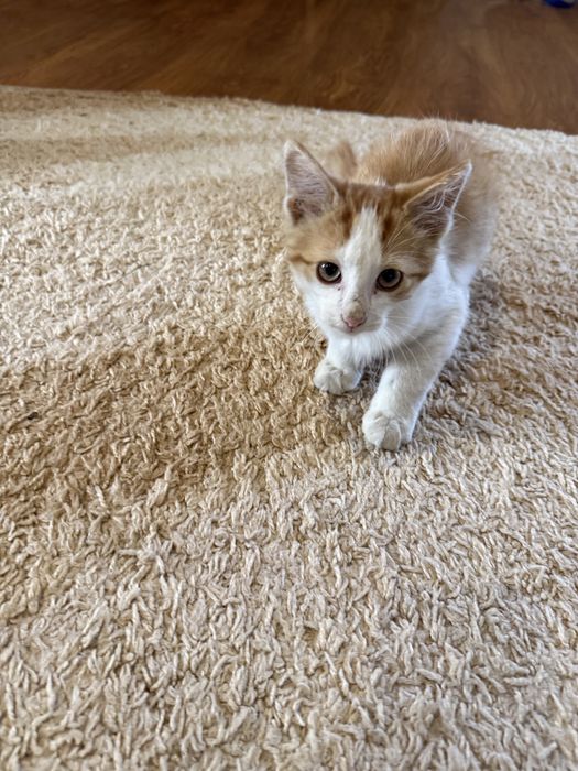 кошенята, котики